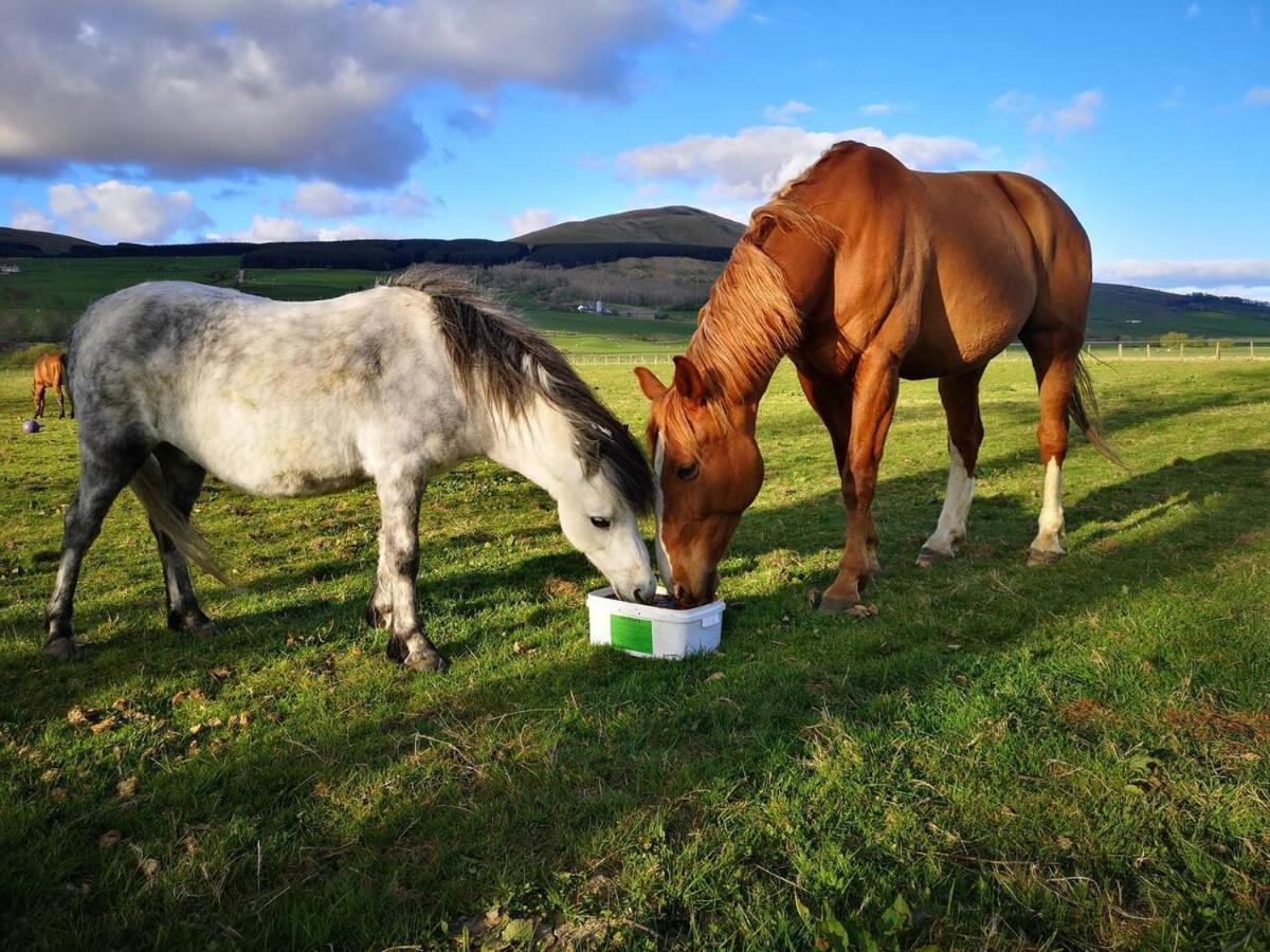 Glen Roe - 3 Bed Lodge On Friendly Farm Stay With Private Hot Tub New Cumnock Exterior photo